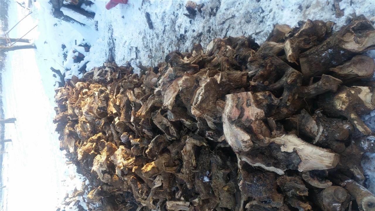 Cunga