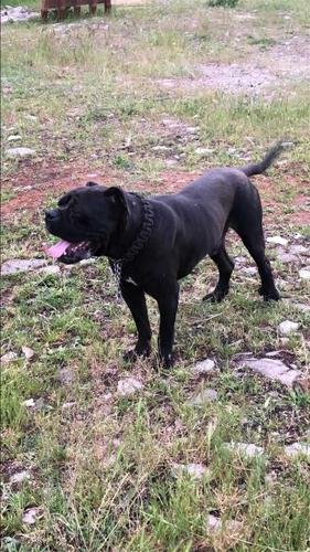 Cane corso