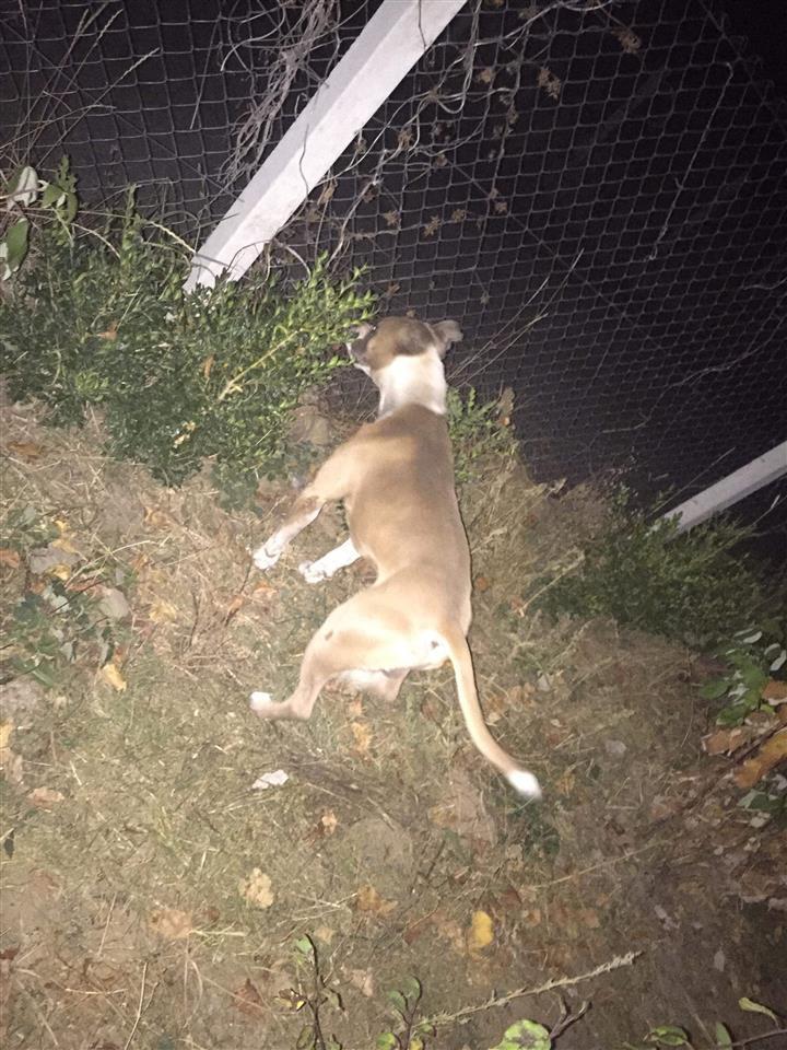 Pitbull