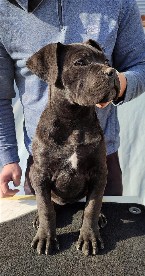 Cane-Corso