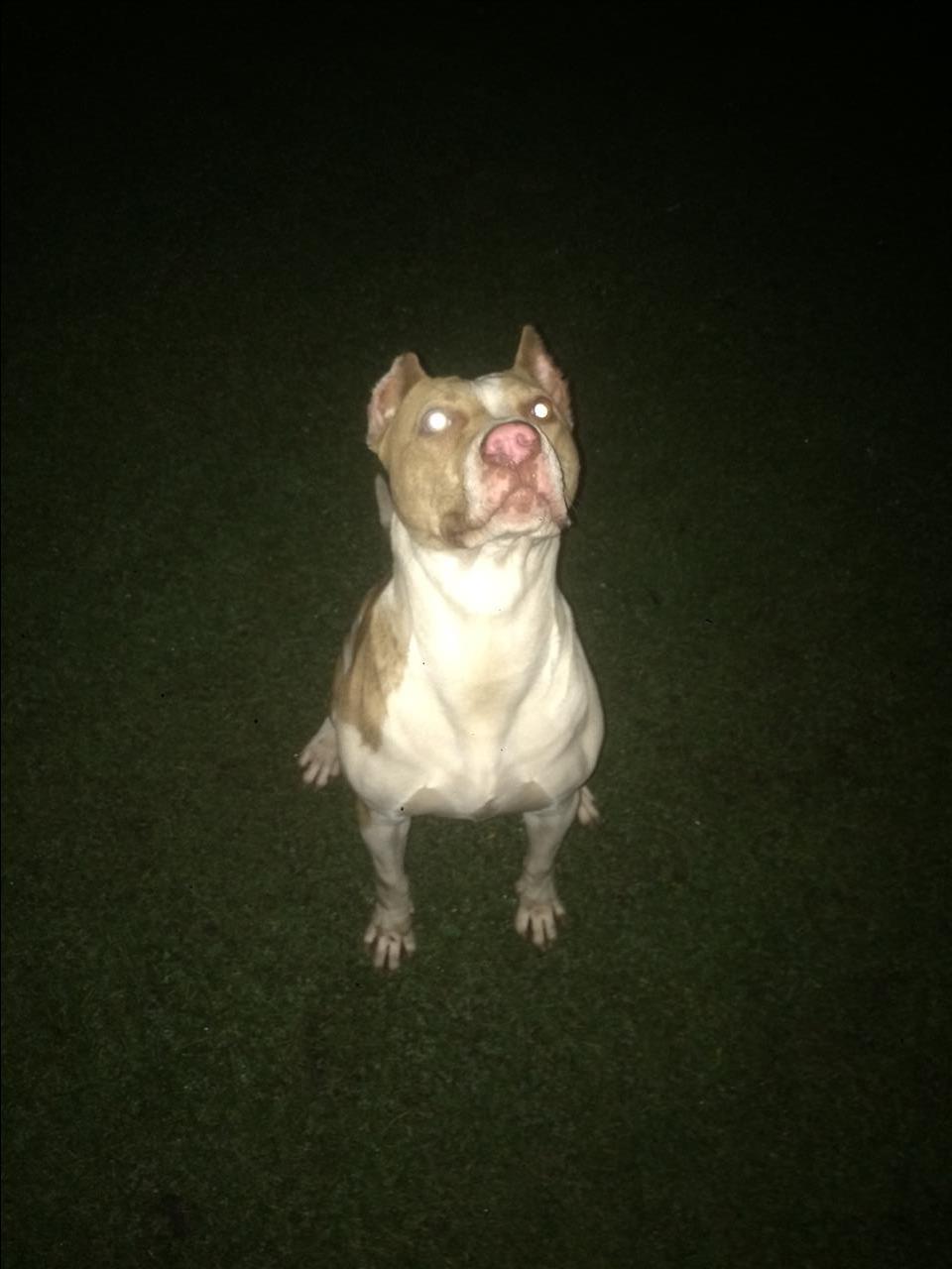 Pitbull-