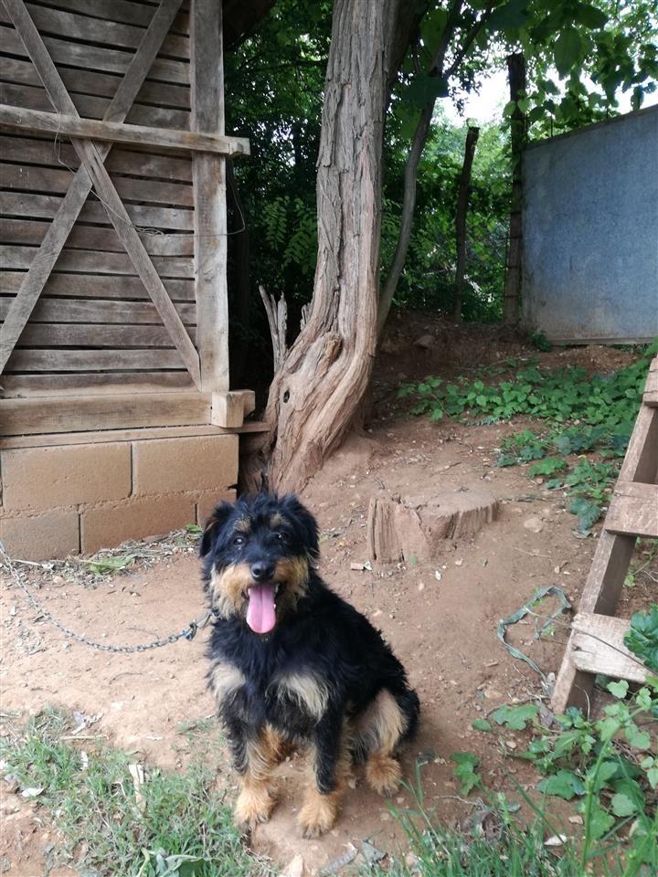 Bubi-