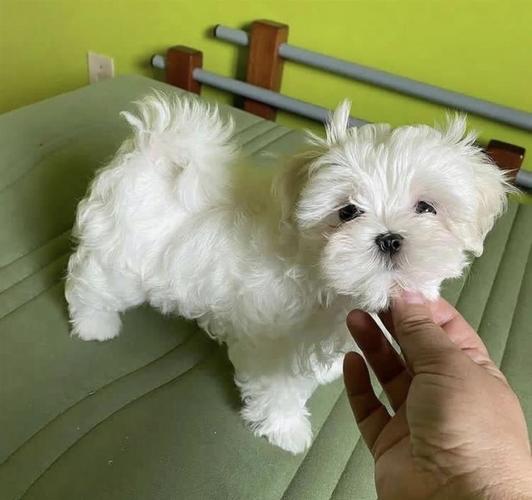 Maltezer