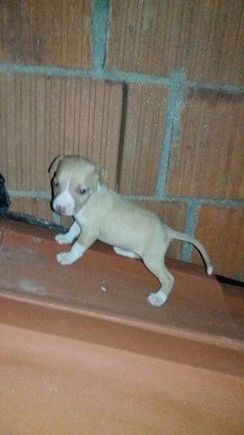 pitbull 