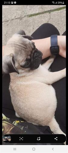 Pugg