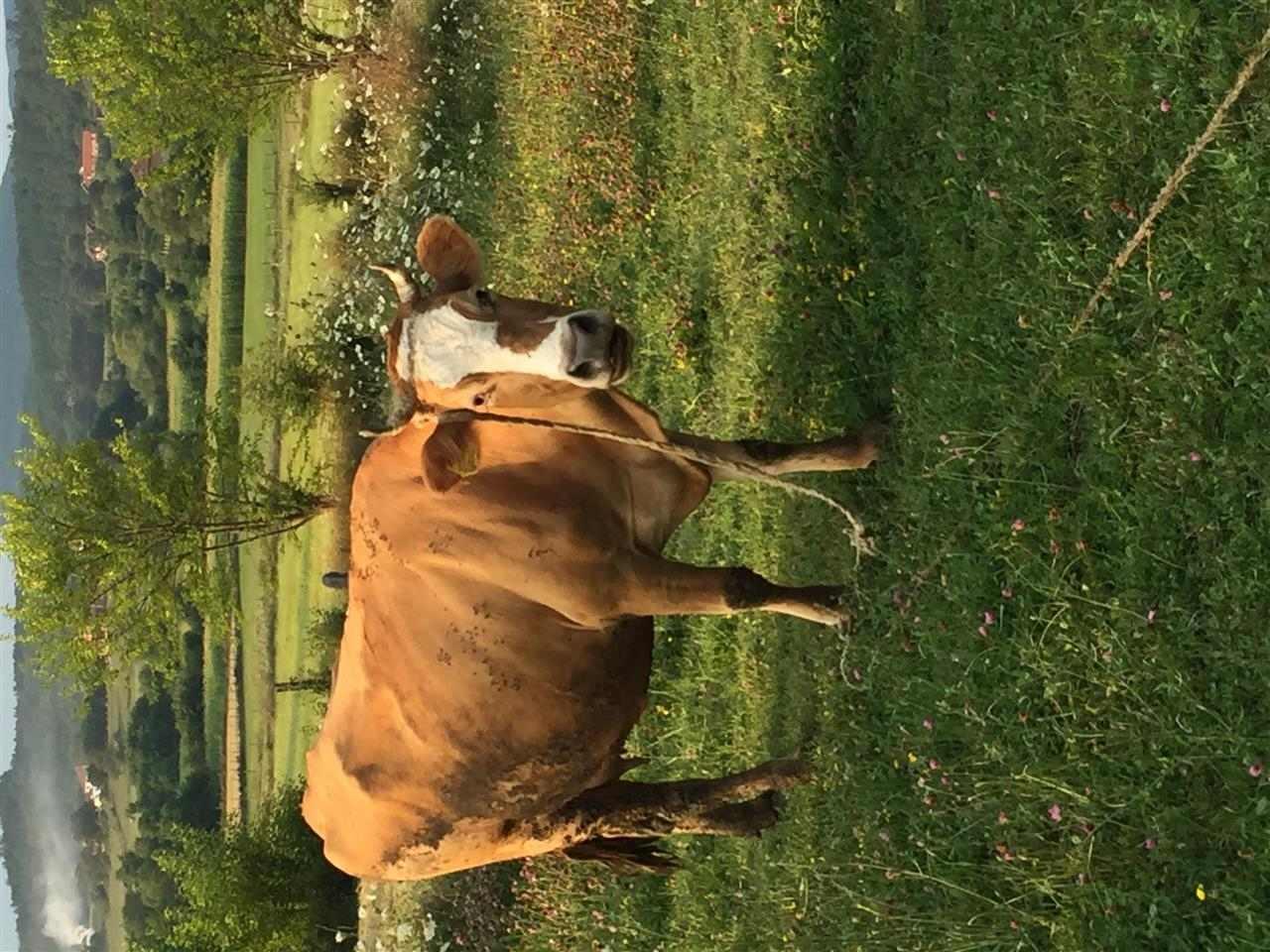Shes-lopen