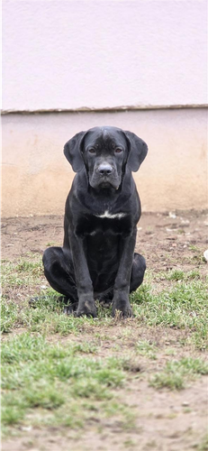 Cane corso