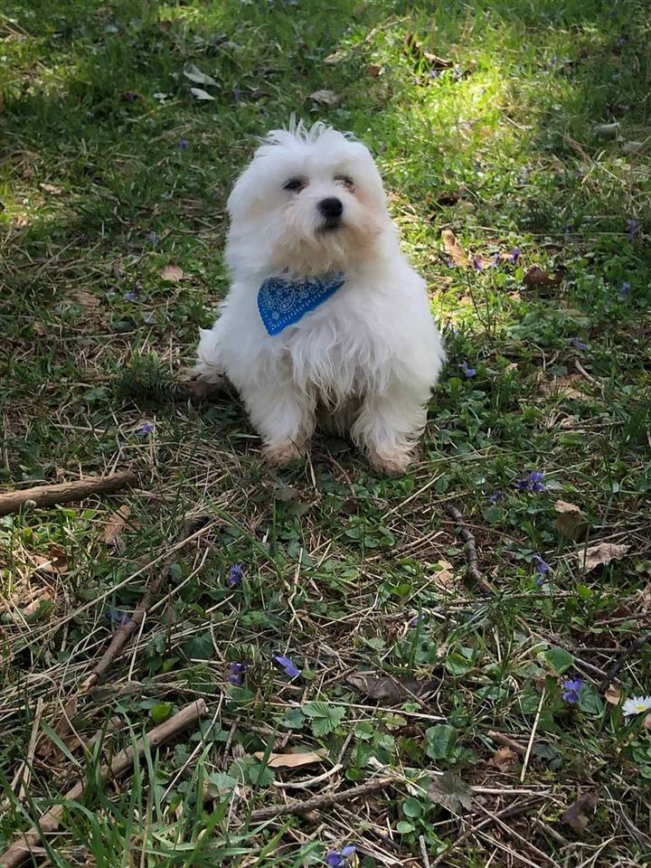 Mini-maltezer