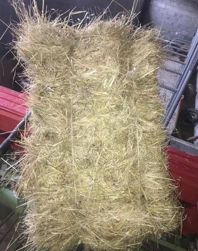 Sanë dhe Kashtë