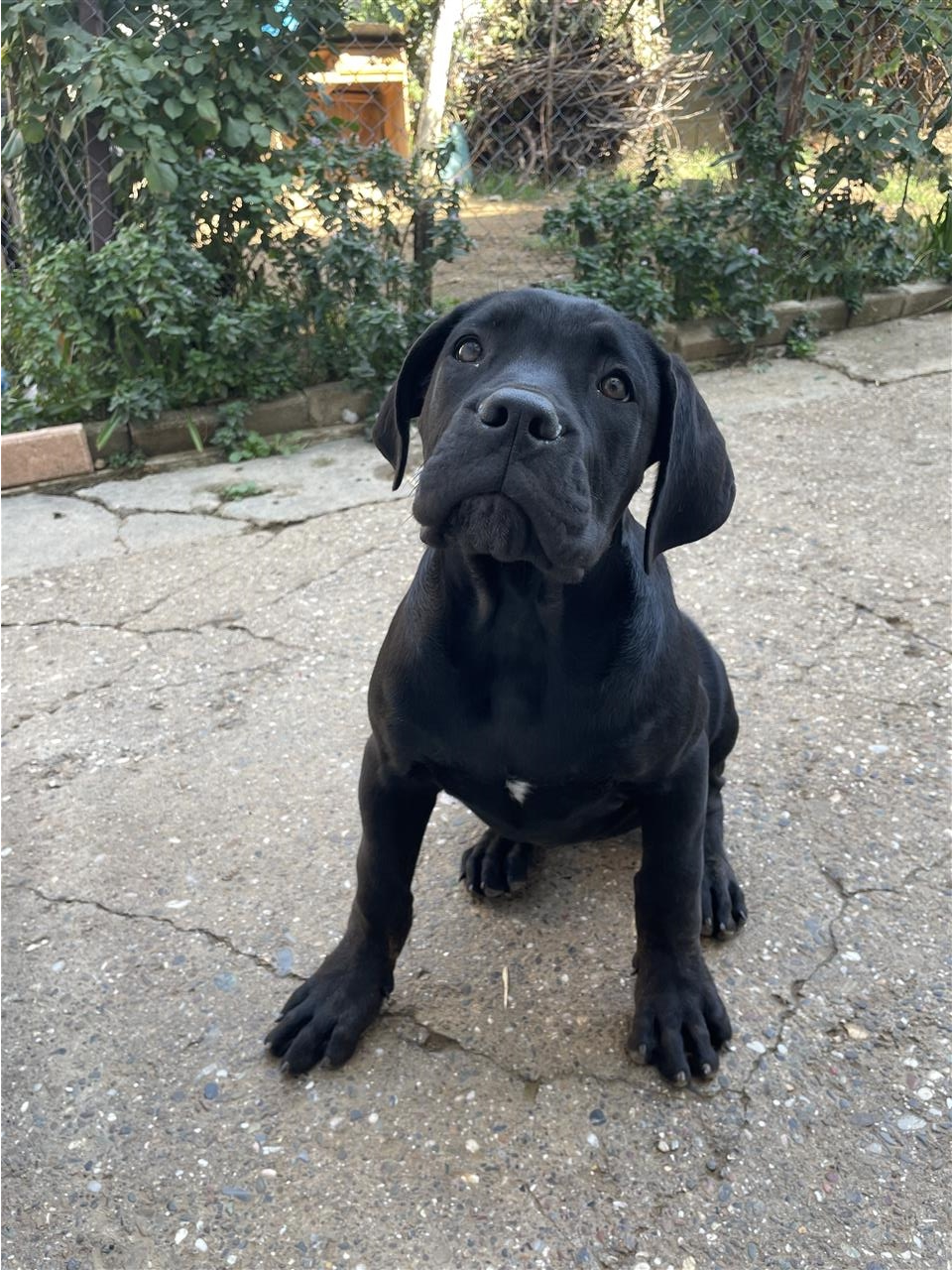 Cane-corso