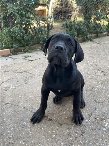 Cane corso
