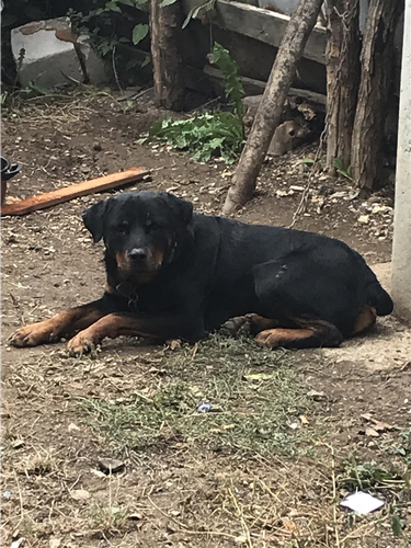Rottweiler