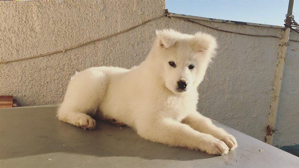 Klysh-samoyed