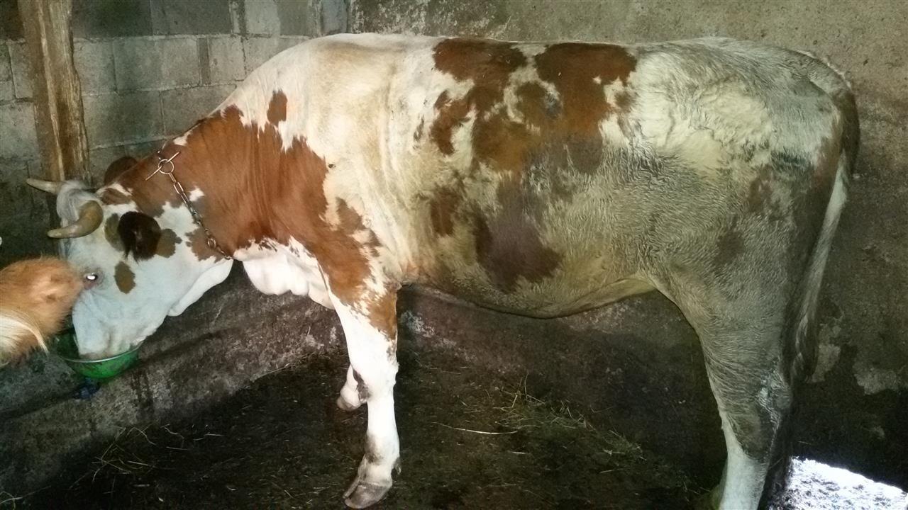 Mshtjerr-per-mish