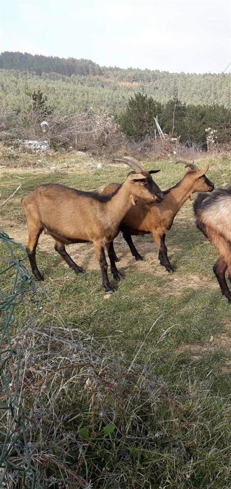 Shiten-8-dhit-alpine-barsa-