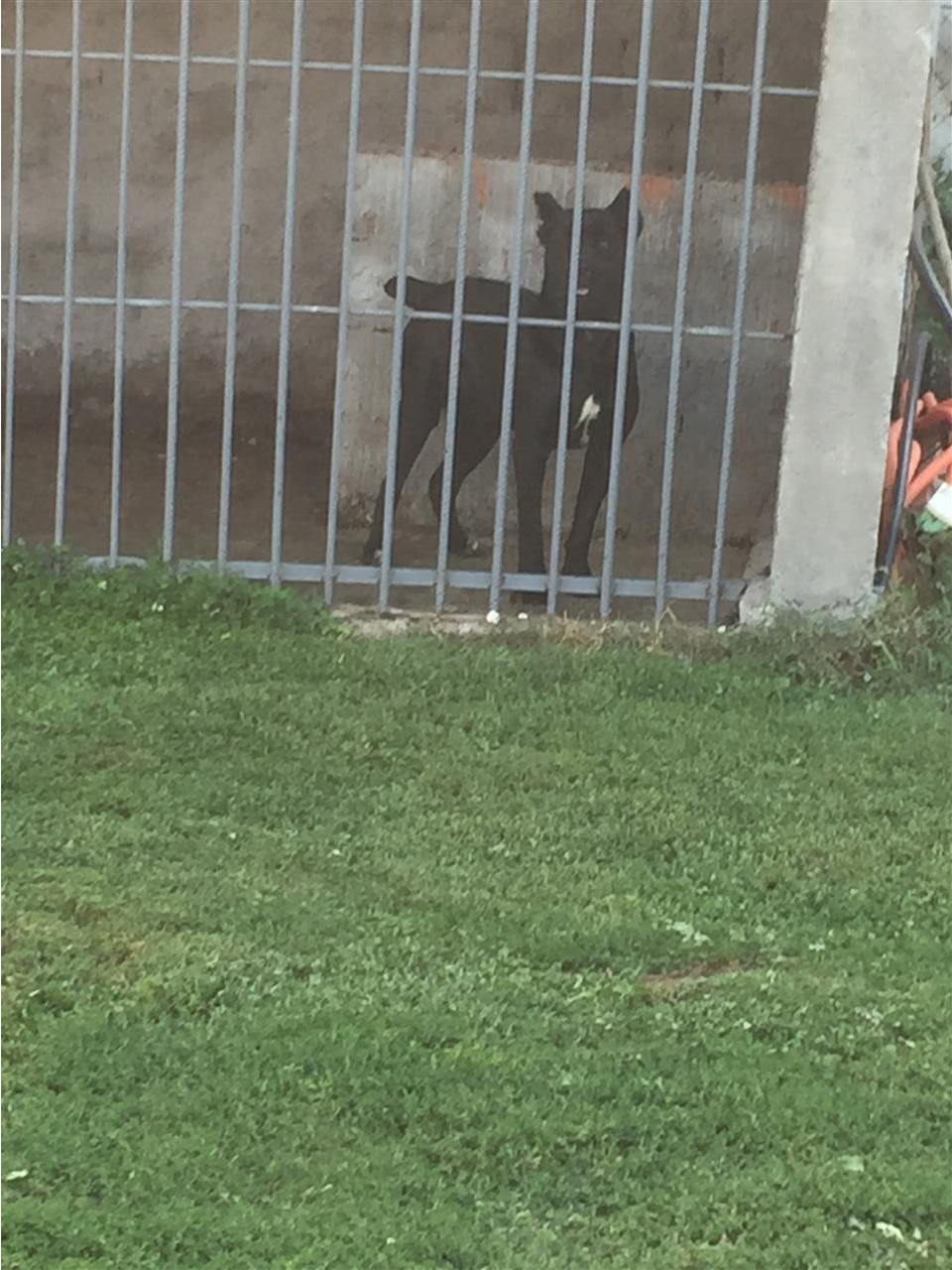 Cane-corso