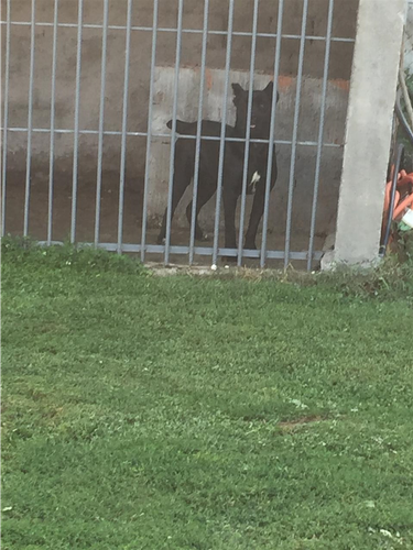 Cane corso