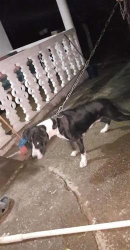 Pitbull