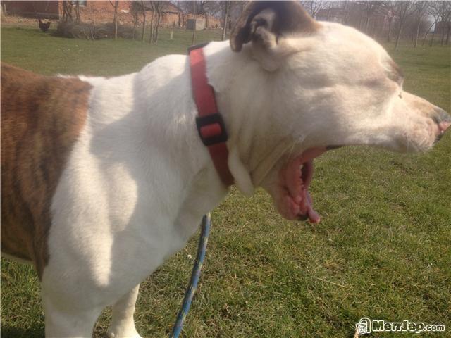 Pitbull