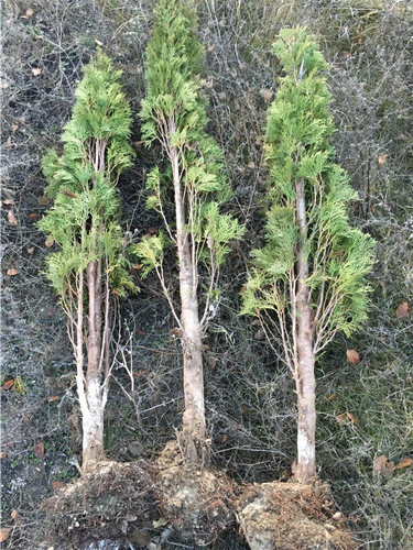 Shiten
