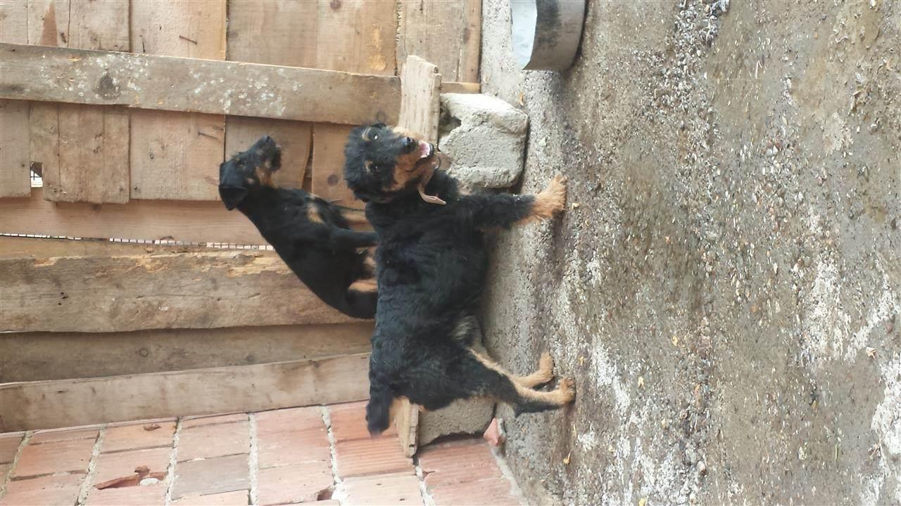 Terrjer