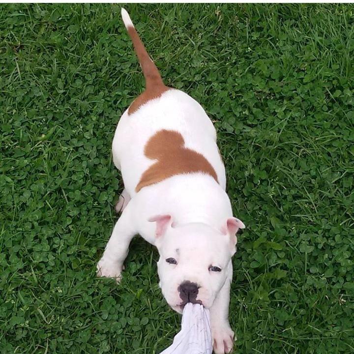 PitBull