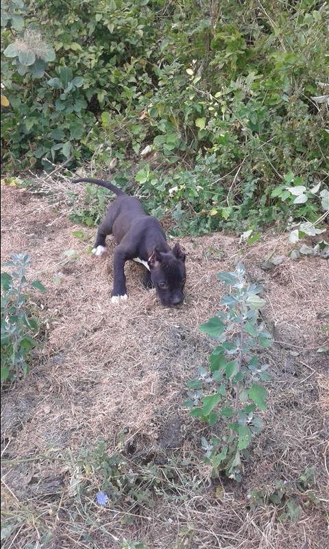 pitbull