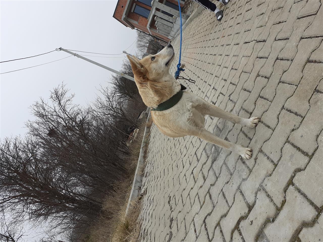 When-haski-ne-shitje-
