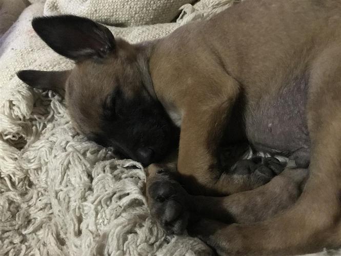Belgian Malinois