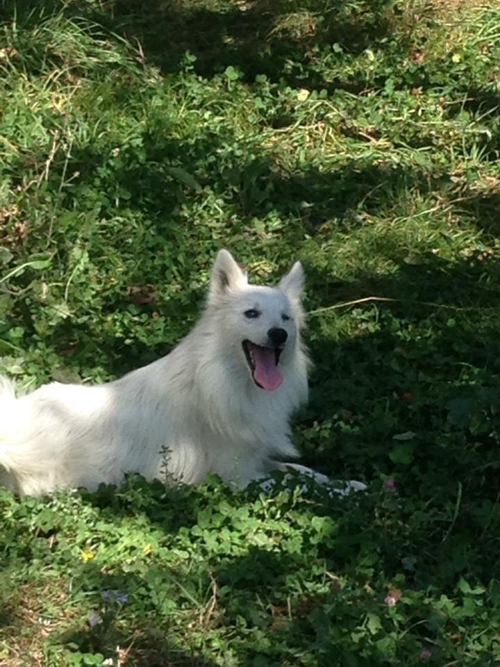 SPITZ-