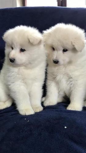 Samoyed 