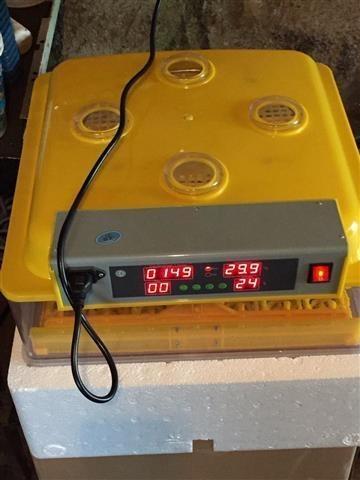 Inkubator