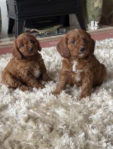 Cavapoo puppies