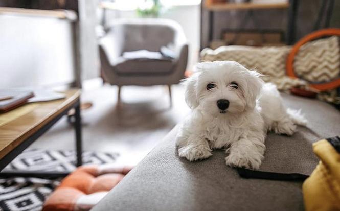 Maltese