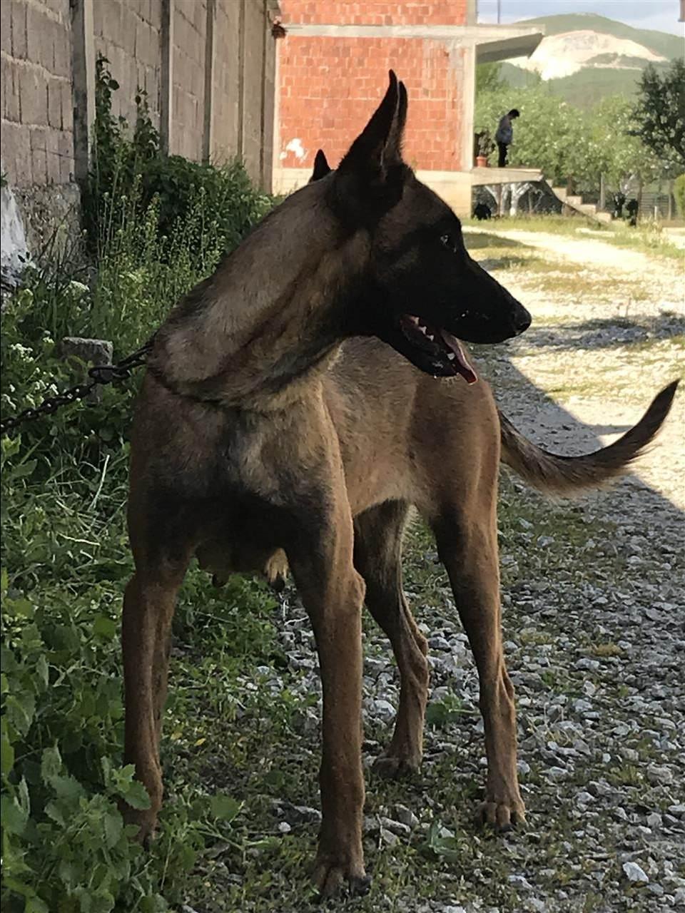 Belg-malinois-