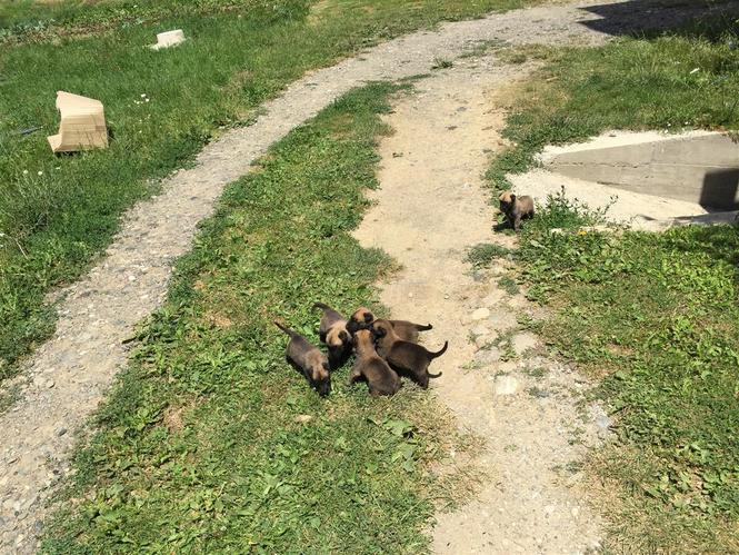 Belgian Malinois
