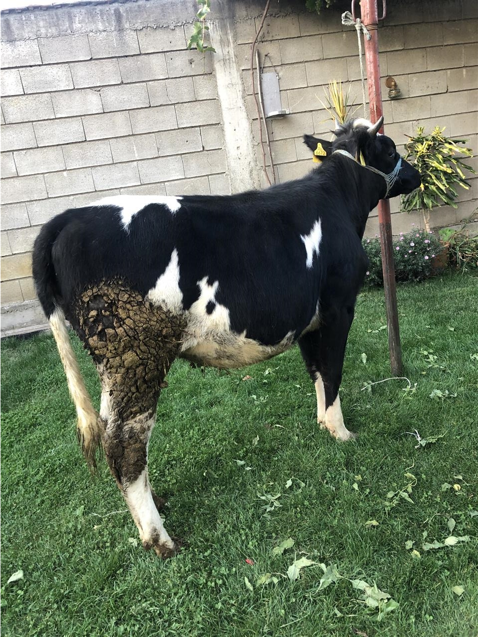 Mshtjerr