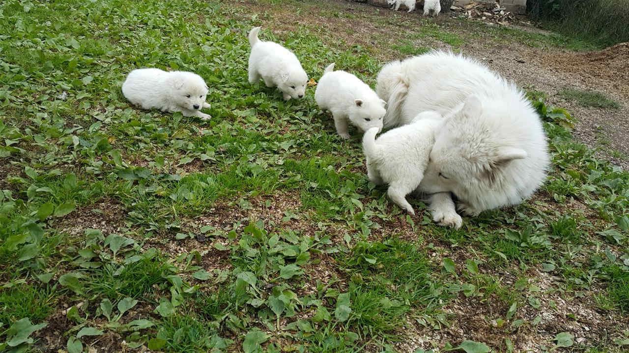 Shes-samoyed-
