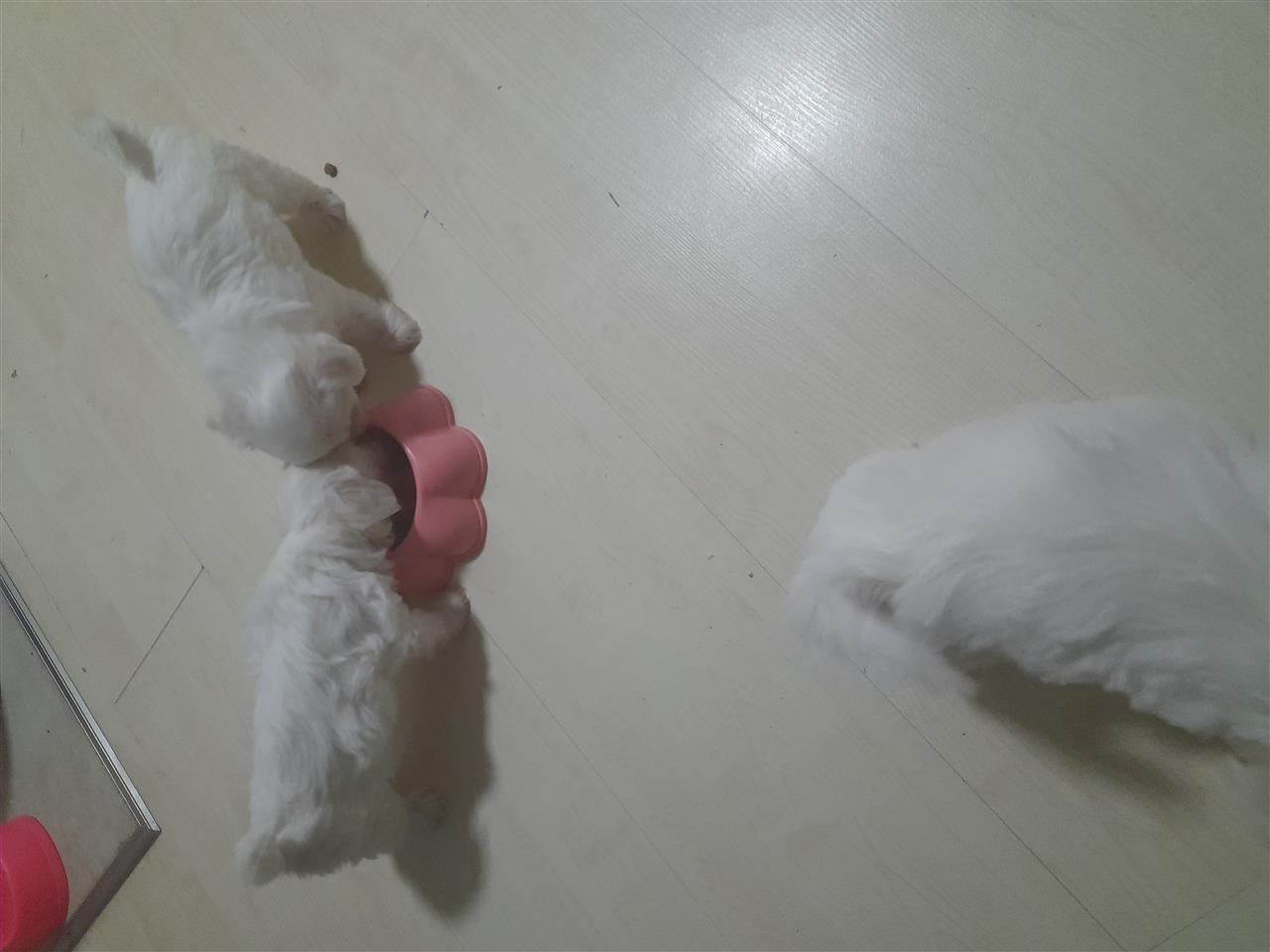 Mini-MALTEZER