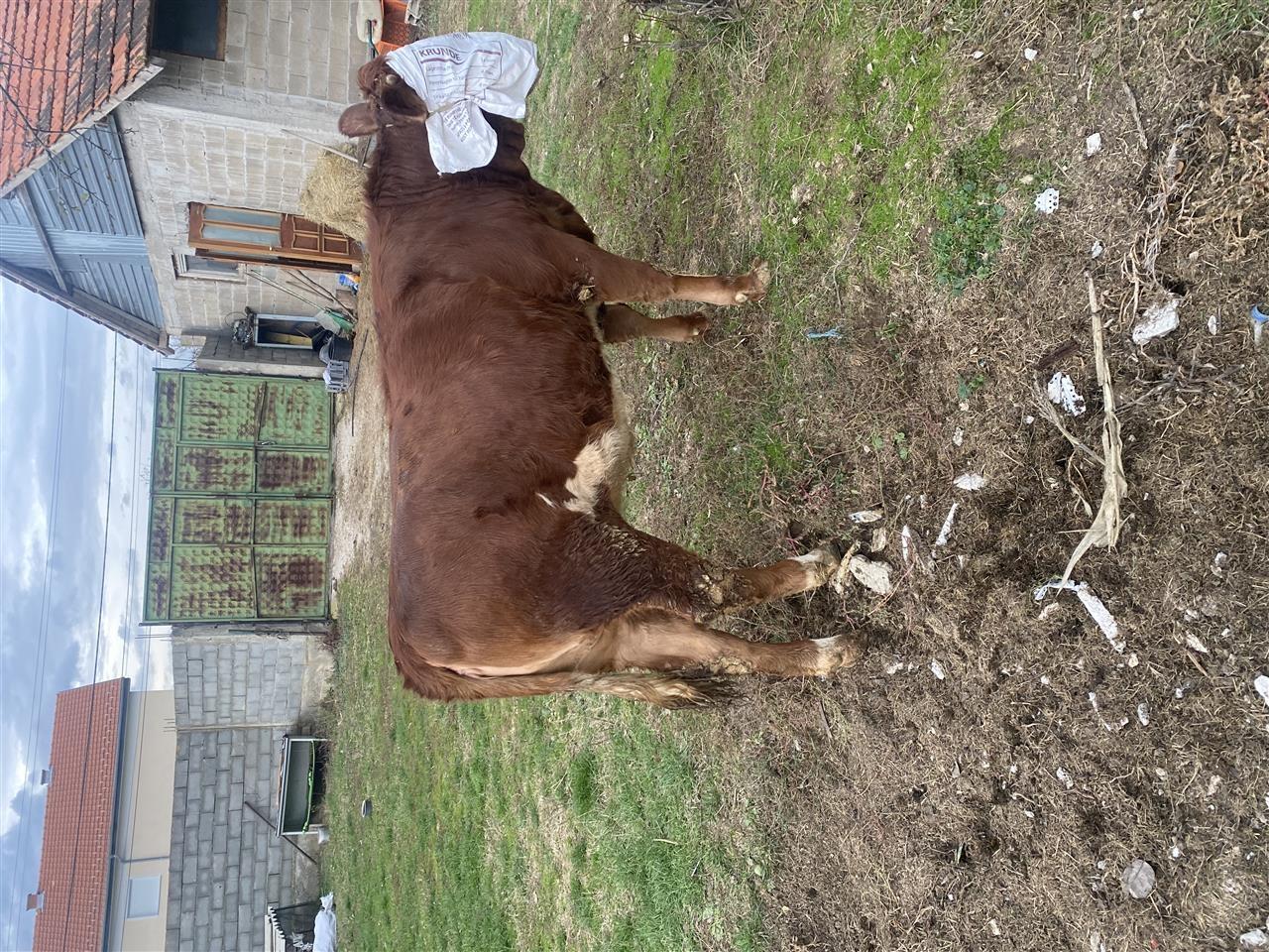 shitet-mshtjerra