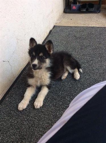 husky
