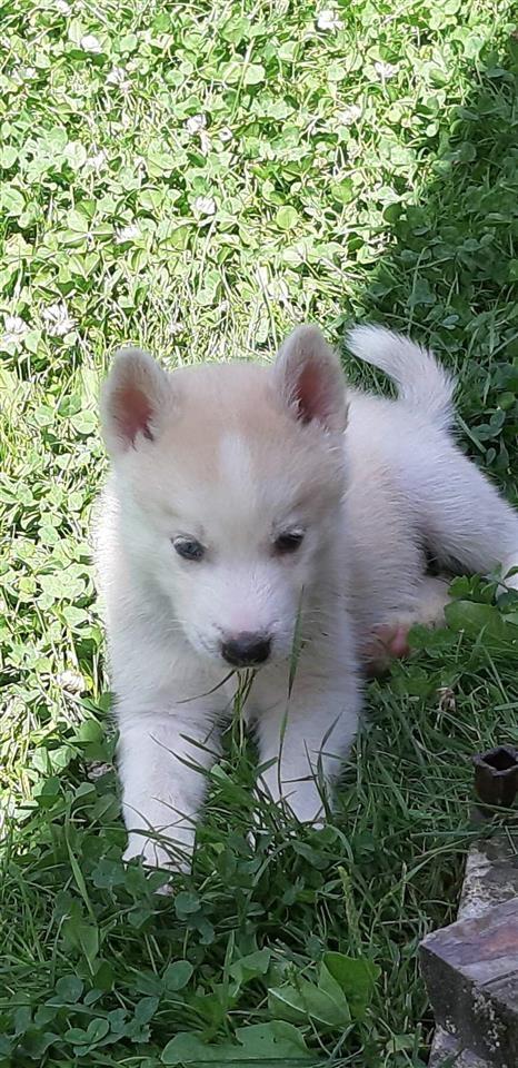 Haski-