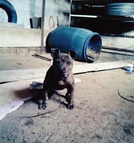 Pit Bull