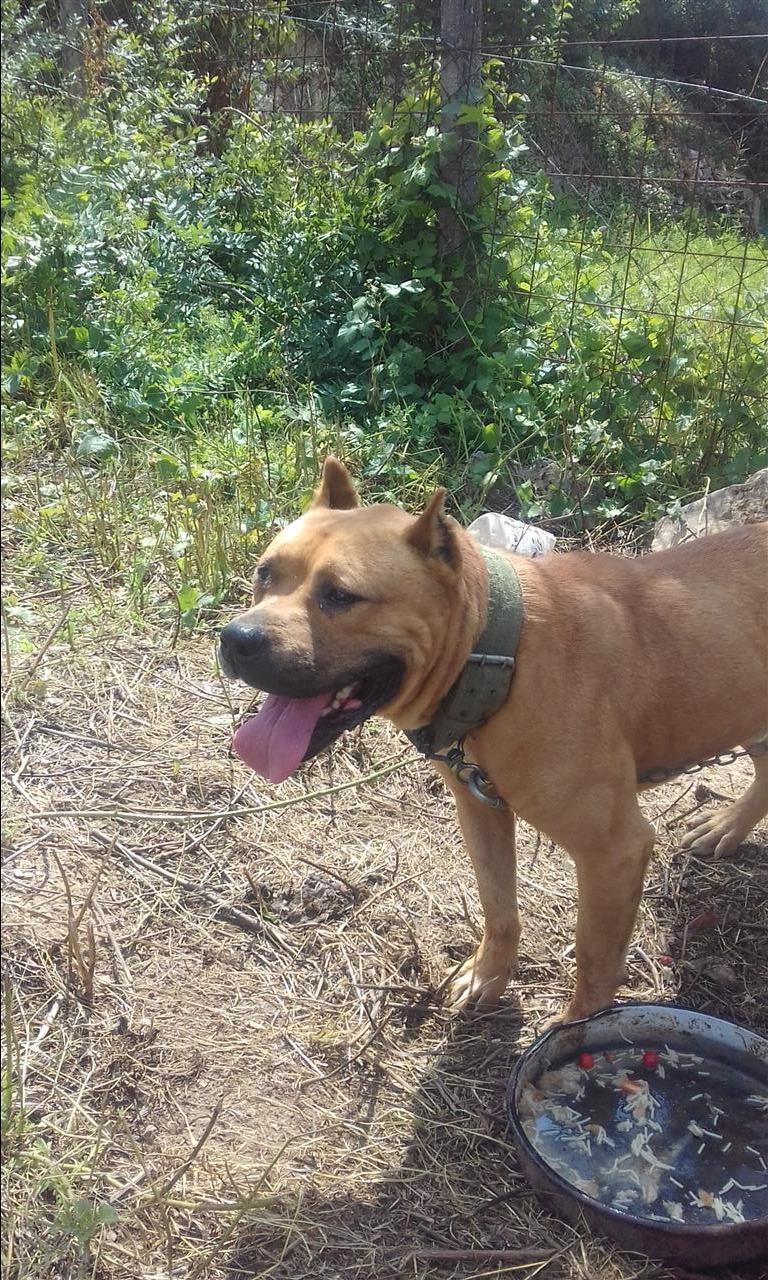 Pitbulli-
