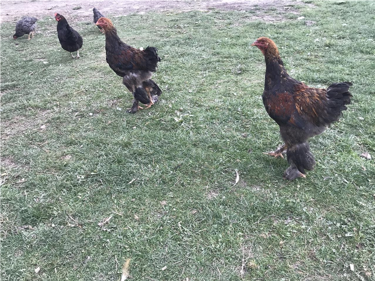 Brahama