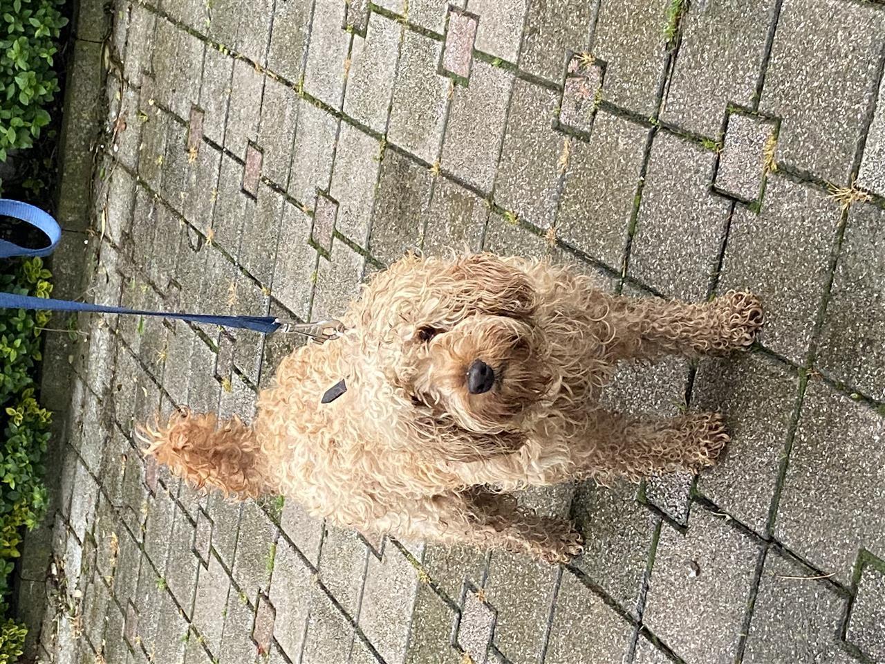Bubi