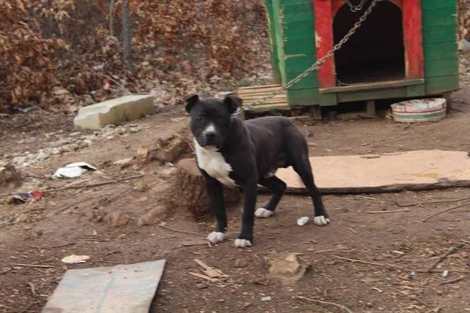 Pitbull