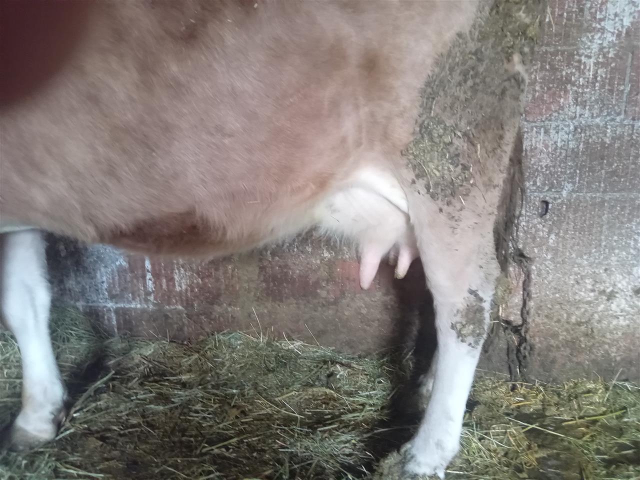 Lop