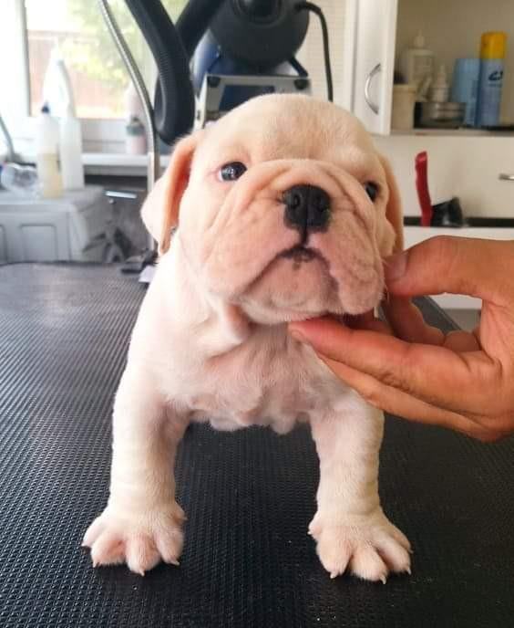 Buldog-anglez