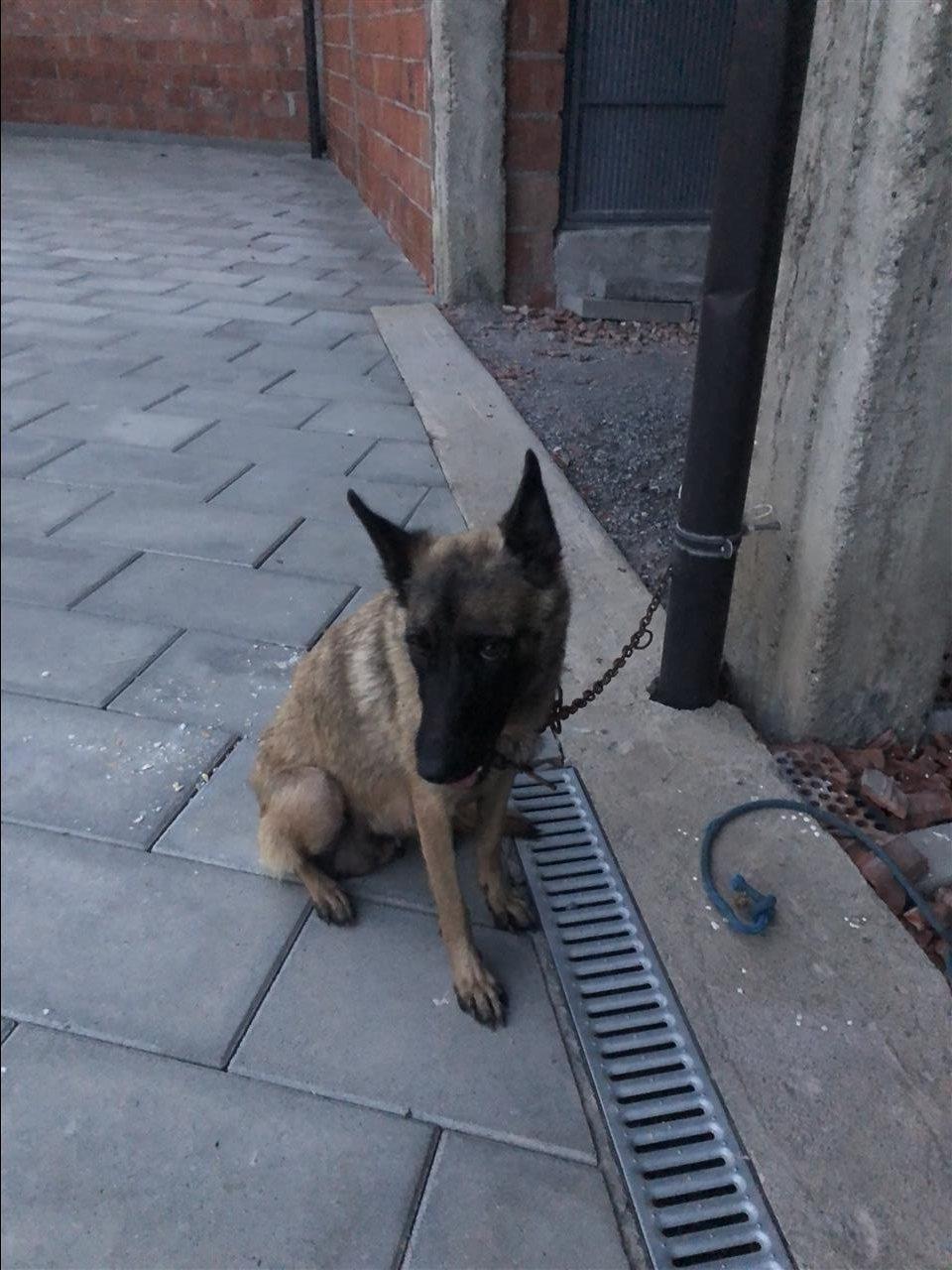 Belg-